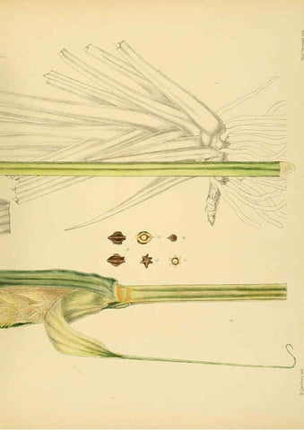 Reproducción/Reproduction 6430666713: A hand-book to the flora of Ceylon. atlas. London :Dulau,1893-1931
