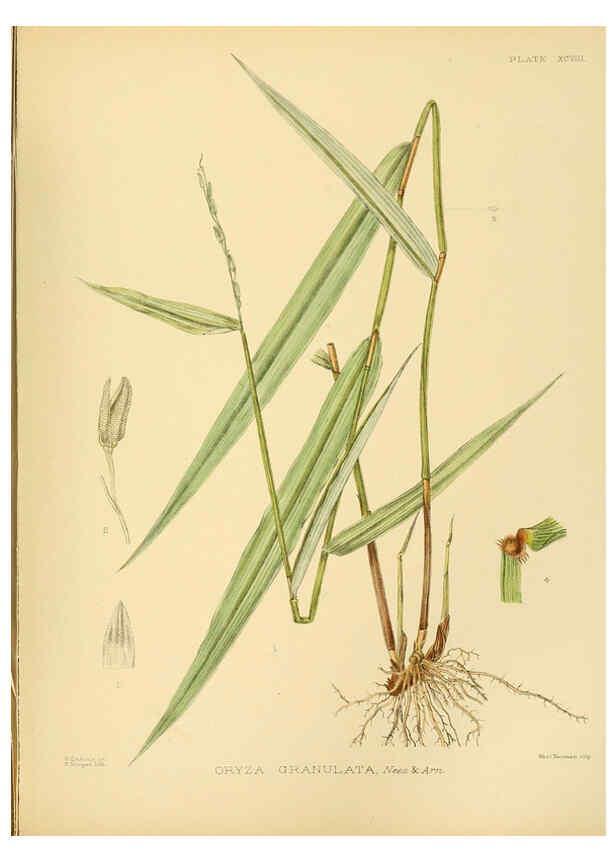 Reproducción/Reproduction 6430667139: A hand-book to the flora of Ceylon. atlas. London :Dulau,1893-1931