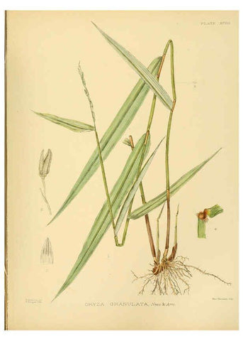 Reproducción/Reproduction 6430667139: A hand-book to the flora of Ceylon. atlas. London :Dulau,1893-1931
