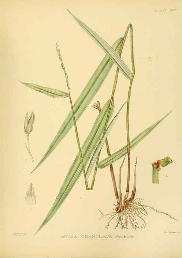 Reproducción/Reproduction 6430667139: A hand-book to the flora of Ceylon. atlas. London :Dulau,1893-1931
