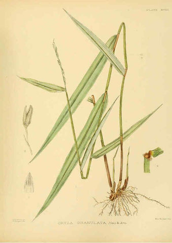 Reproducción/Reproduction 6430667139: A hand-book to the flora of Ceylon. atlas. London :Dulau,1893-1931