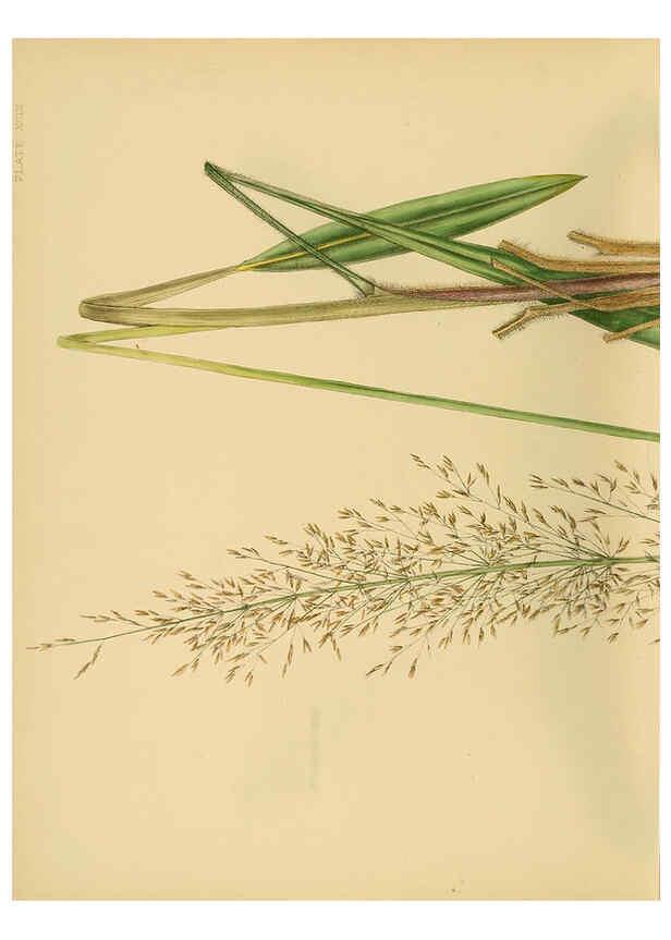 Reproducción/Reproduction 6430667481: A hand-book to the flora of Ceylon. atlas. London :Dulau,1893-1931