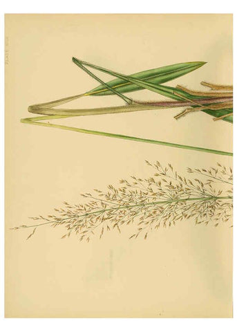 Reproducción/Reproduction 6430667481: A hand-book to the flora of Ceylon. atlas. London :Dulau,1893-1931