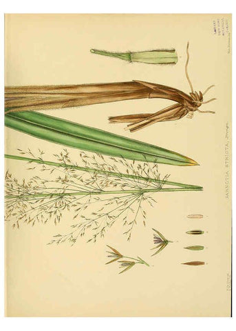Reproducción/Reproduction 6430667765: A hand-book to the flora of Ceylon. atlas. London :Dulau,1893-1931