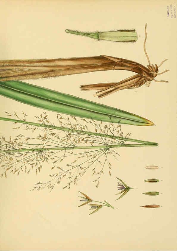 Reproducción/Reproduction 6430667765: A hand-book to the flora of Ceylon. atlas. London :Dulau,1893-1931