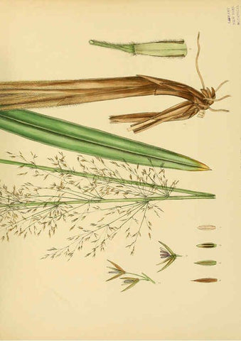 Reproducción/Reproduction 6430667765: A hand-book to the flora of Ceylon. atlas. London :Dulau,1893-1931