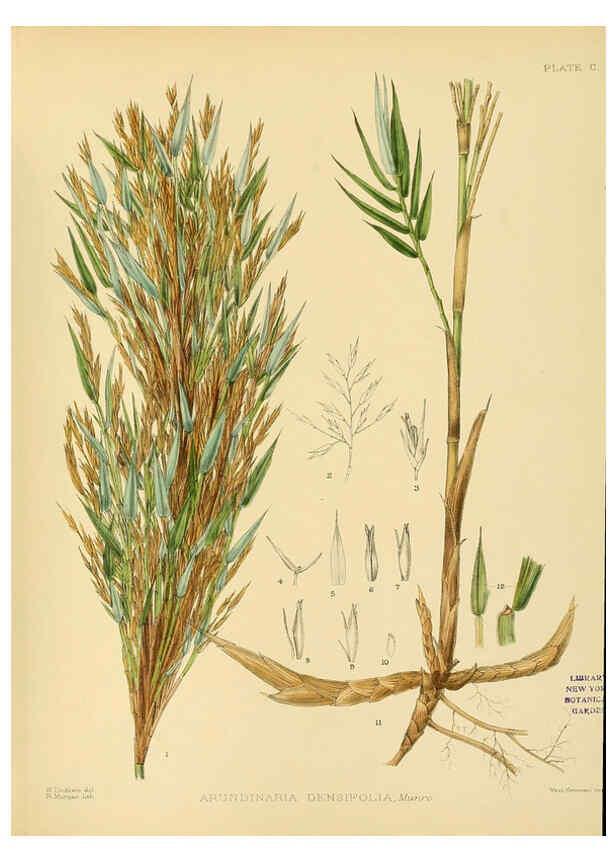 Reproducción/Reproduction 6430668067: A hand-book to the flora of Ceylon. atlas. London :Dulau,1893-1931