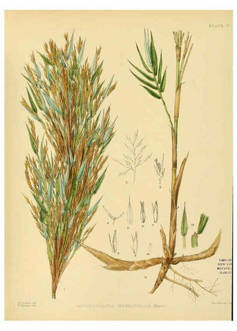 Reproducción/Reproduction 6430668067: A hand-book to the flora of Ceylon. atlas. London :Dulau,1893-1931