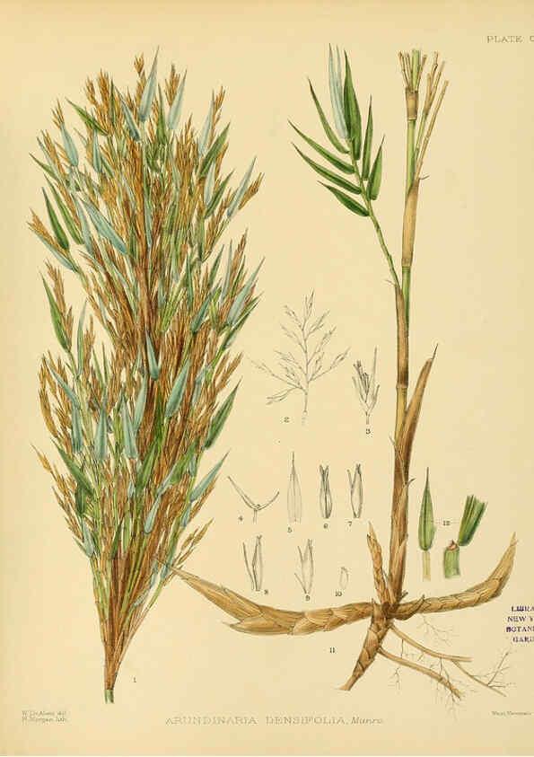 Reproducción/Reproduction 6430668067: A hand-book to the flora of Ceylon. atlas. London :Dulau,1893-1931