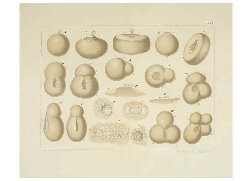 Reproducción/Reproduction 6430780709: Entwicklungsgeschichtliche untersuchungen. atlas. Prag,J. Otto,1888-1892