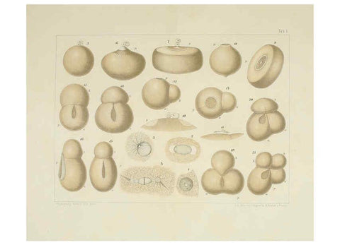 Reproducción/Reproduction 6430780709: Entwicklungsgeschichtliche untersuchungen. atlas. Prag,J. Otto,1888-1892