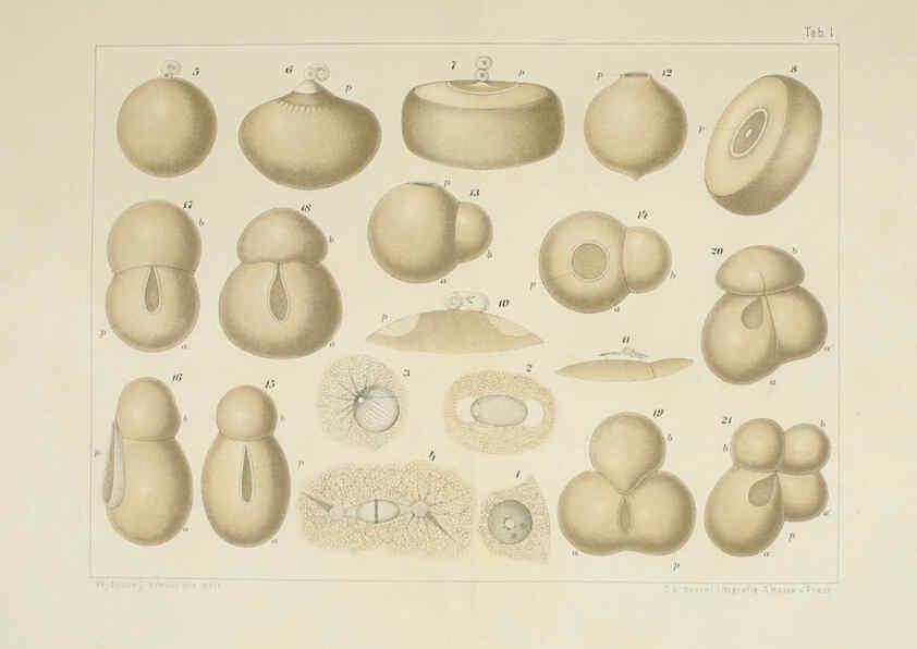 Reproducción/Reproduction 6430780709: Entwicklungsgeschichtliche untersuchungen. atlas. Prag,J. Otto,1888-1892