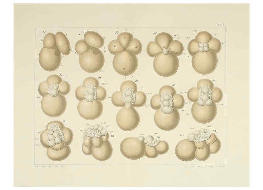 Reproducción/Reproduction 6430781123: Entwicklungsgeschichtliche untersuchungen. atlas. Prag,J. Otto,1888-1892
