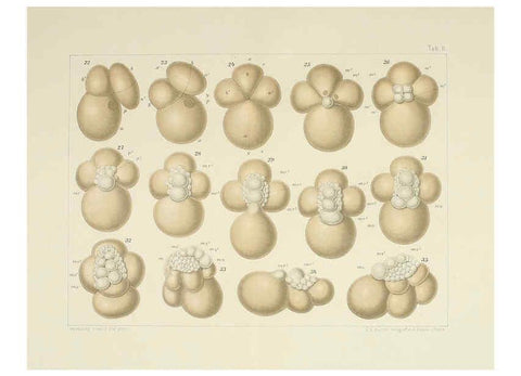 Reproducción/Reproduction 6430781123: Entwicklungsgeschichtliche untersuchungen. atlas. Prag,J. Otto,1888-1892