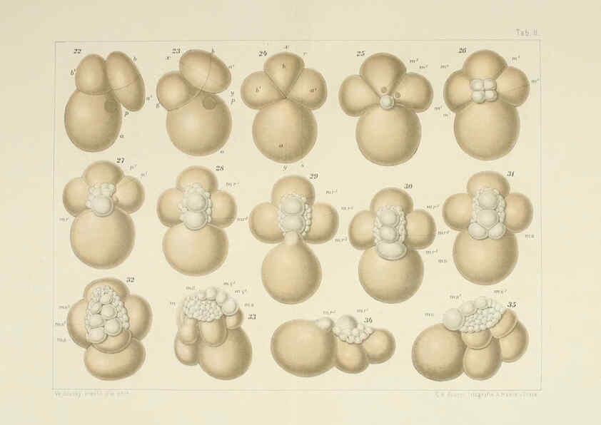 Reproducción/Reproduction 6430781123: Entwicklungsgeschichtliche untersuchungen. atlas. Prag,J. Otto,1888-1892
