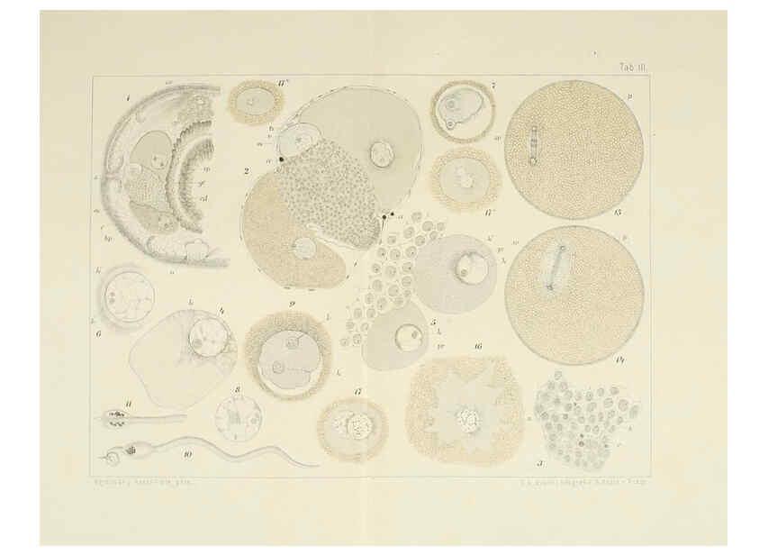 Reproducción/Reproduction 6430781411: Entwicklungsgeschichtliche untersuchungen. atlas. Prag,J. Otto,1888-1892