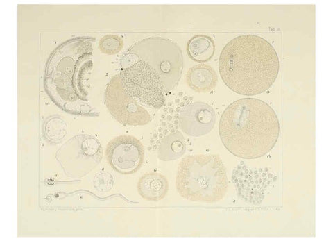 Reproducción/Reproduction 6430781411: Entwicklungsgeschichtliche untersuchungen. atlas. Prag,J. Otto,1888-1892