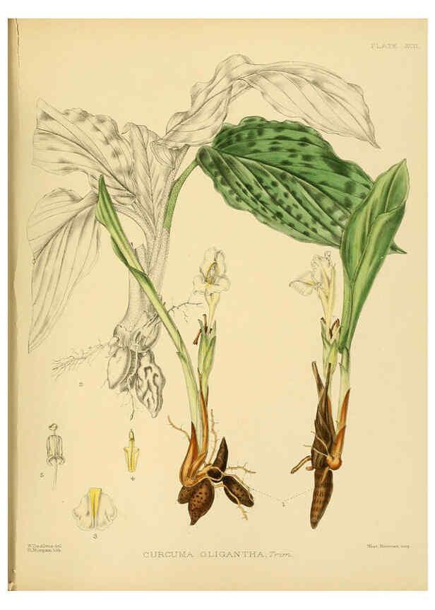 Reproducción/Reproduction 6430664029: A hand-book to the flora of Ceylon. atlas. London :Dulau,1893-1931