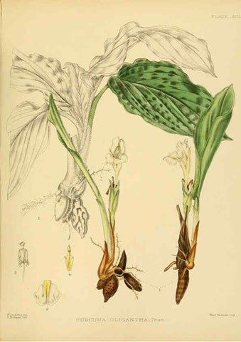 Reproducción/Reproduction 6430664029: A hand-book to the flora of Ceylon. atlas. London :Dulau,1893-1931