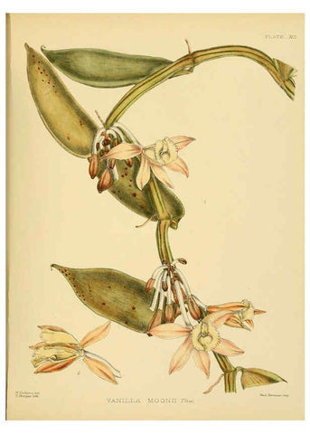 Reproducción/Reproduction 6430663749: A hand-book to the flora of Ceylon. atlas. London :Dulau,1893-1931
