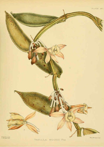 Reproducción/Reproduction 6430663749: A hand-book to the flora of Ceylon. atlas. London :Dulau,1893-1931