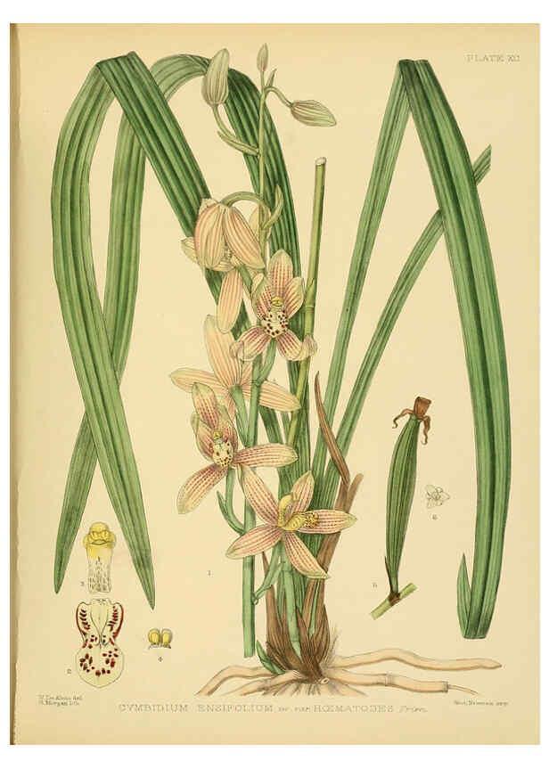 Reproducción/Reproduction 6430663459: A hand-book to the flora of Ceylon. atlas. London :Dulau,1893-1931