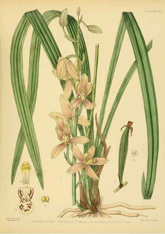 Reproducción/Reproduction 6430663459: A hand-book to the flora of Ceylon. atlas. London :Dulau,1893-1931