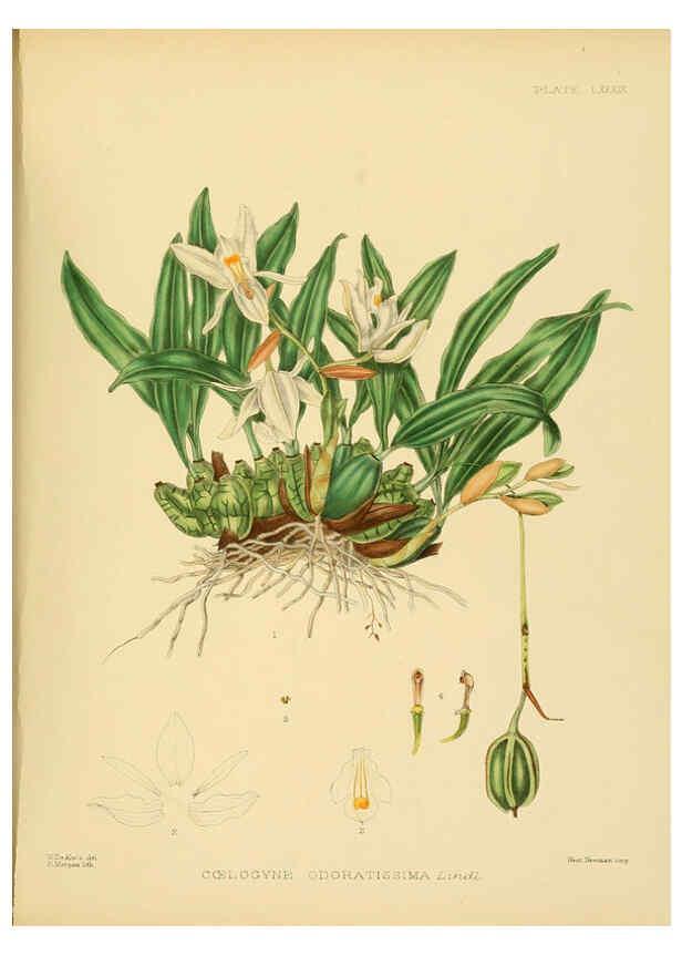 Reproducción/Reproduction 6430663137: A hand-book to the flora of Ceylon. atlas. London :Dulau,1893-1931