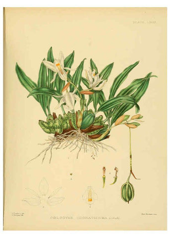 Reproducción/Reproduction 6430663137: A hand-book to the flora of Ceylon. atlas. London :Dulau,1893-1931