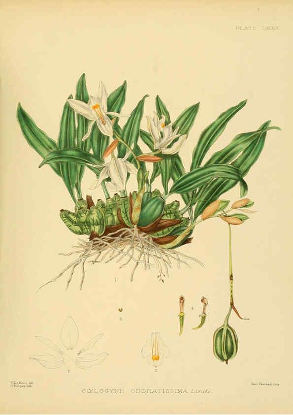 Reproducción/Reproduction 6430663137: A hand-book to the flora of Ceylon. atlas. London :Dulau,1893-1931