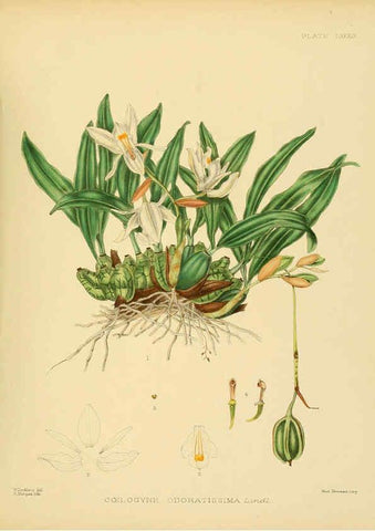Reproducción/Reproduction 6430663137: A hand-book to the flora of Ceylon. atlas. London :Dulau,1893-1931