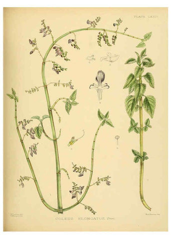 Reproducción/Reproduction 6430658199: A hand-book to the flora of Ceylon. atlas. London :Dulau,1893-1931