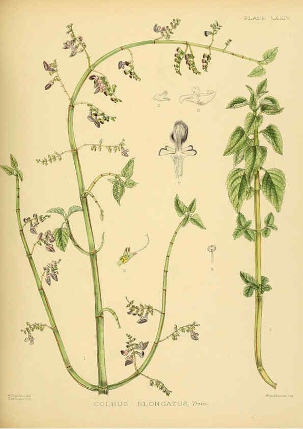 Reproducción/Reproduction 6430658199: A hand-book to the flora of Ceylon. atlas. London :Dulau,1893-1931