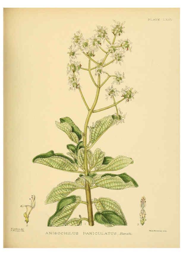 Reproducción/Reproduction 6430658599: A hand-book to the flora of Ceylon. atlas. London :Dulau,1893-1931