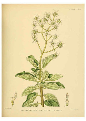 Reproducción/Reproduction 6430658599: A hand-book to the flora of Ceylon. atlas. London :Dulau,1893-1931
