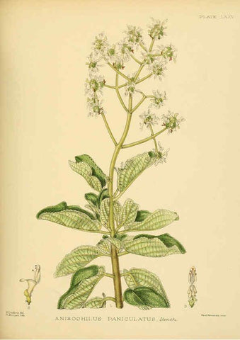 Reproducción/Reproduction 6430658599: A hand-book to the flora of Ceylon. atlas. London :Dulau,1893-1931