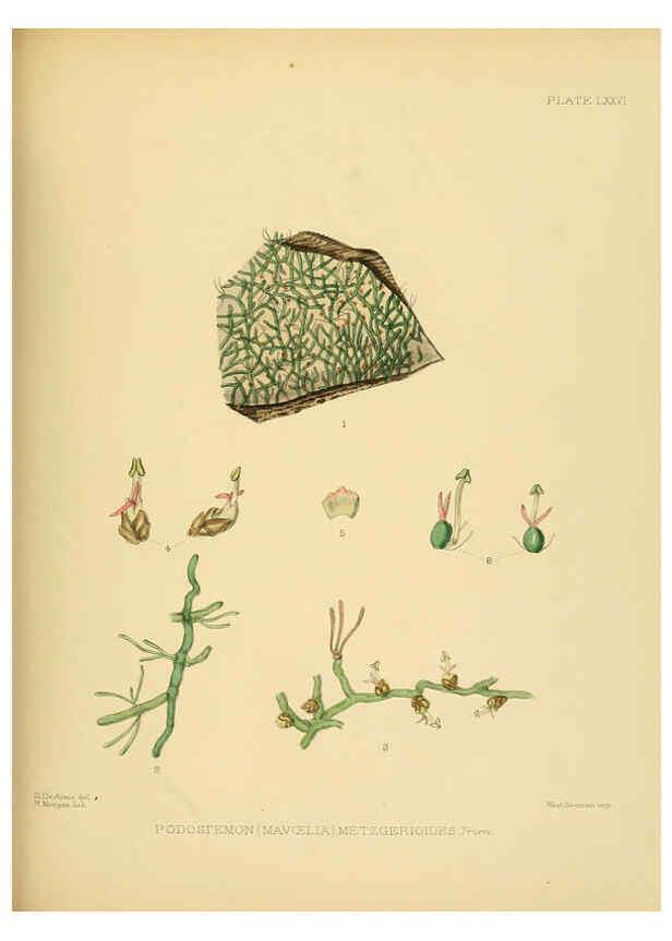 Reproducción/Reproduction 6430658917: A hand-book to the flora of Ceylon. atlas. London :Dulau,1893-1931