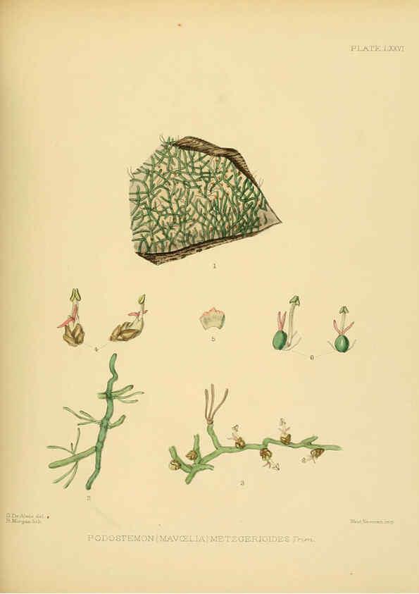 Reproducción/Reproduction 6430658917: A hand-book to the flora of Ceylon. atlas. London :Dulau,1893-1931