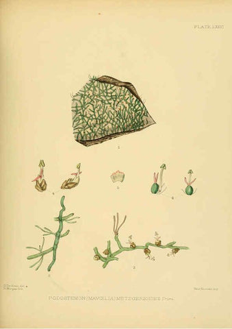 Reproducción/Reproduction 6430658917: A hand-book to the flora of Ceylon. atlas. London :Dulau,1893-1931