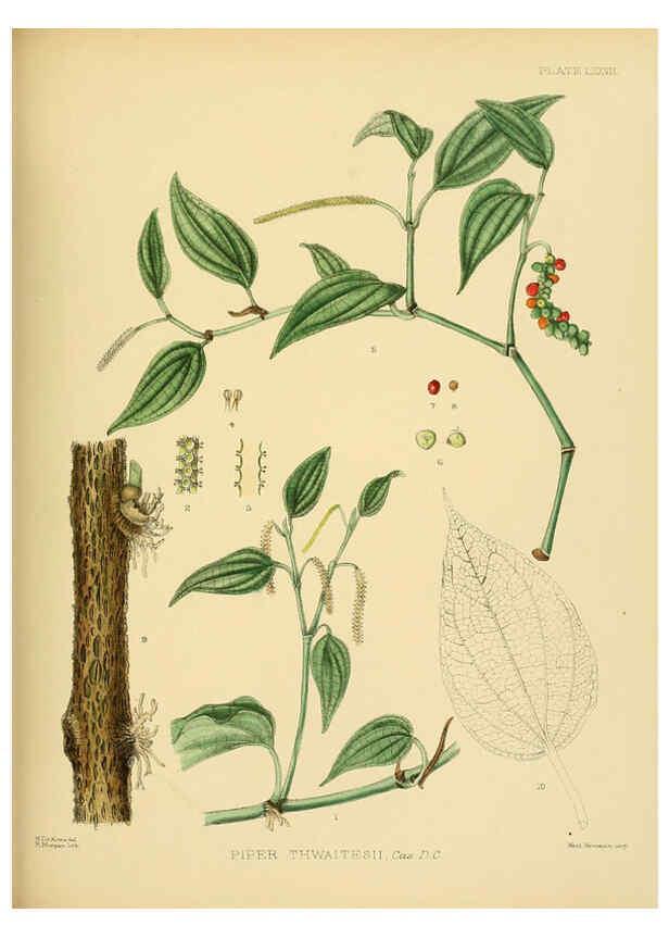 Reproducción/Reproduction 6430659203: A hand-book to the flora of Ceylon. atlas. London :Dulau,1893-1931
