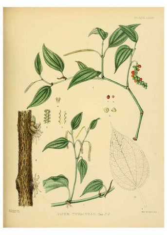 Reproducción/Reproduction 6430659203: A hand-book to the flora of Ceylon. atlas. London :Dulau,1893-1931