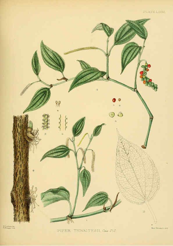 Reproducción/Reproduction 6430659203: A hand-book to the flora of Ceylon. atlas. London :Dulau,1893-1931