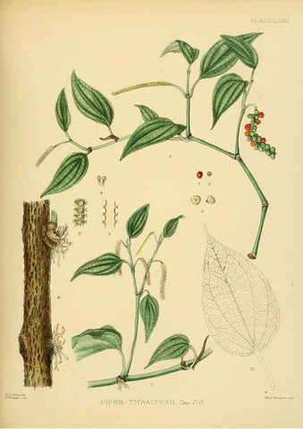 Reproducción/Reproduction 6430659203: A hand-book to the flora of Ceylon. atlas. London :Dulau,1893-1931