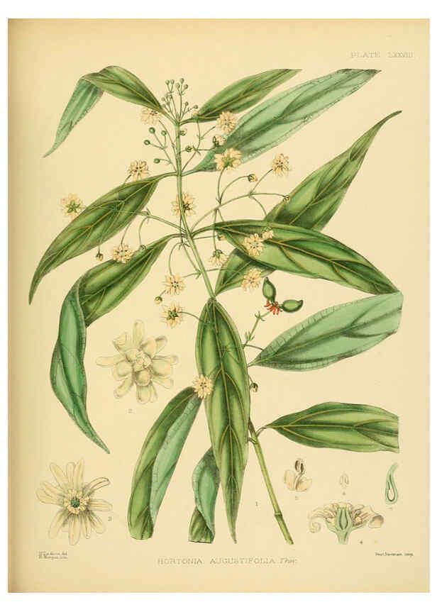 Reproducción/Reproduction 6430659507: A hand-book to the flora of Ceylon. atlas. London :Dulau,1893-1931