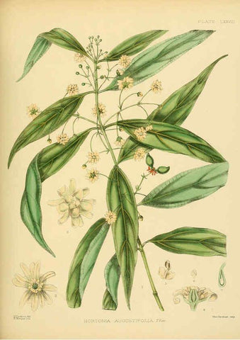 Reproducción/Reproduction 6430659507: A hand-book to the flora of Ceylon. atlas. London :Dulau,1893-1931