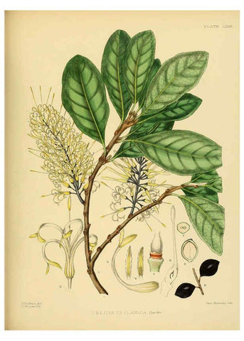 Reproducción/Reproduction 6430659811: A hand-book to the flora of Ceylon. atlas. London :Dulau,1893-1931