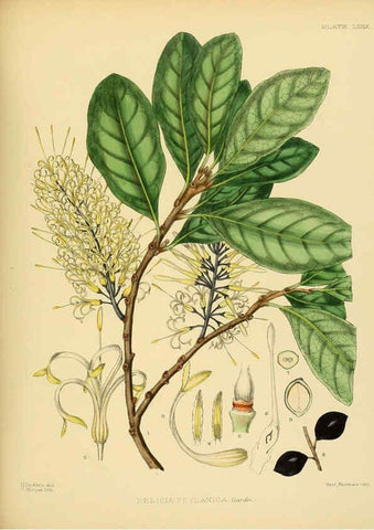 Reproducción/Reproduction 6430659811: A hand-book to the flora of Ceylon. atlas. London :Dulau,1893-1931