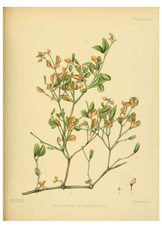 Reproducción/Reproduction 6430660073: A hand-book to the flora of Ceylon. atlas. London :Dulau,1893-1931