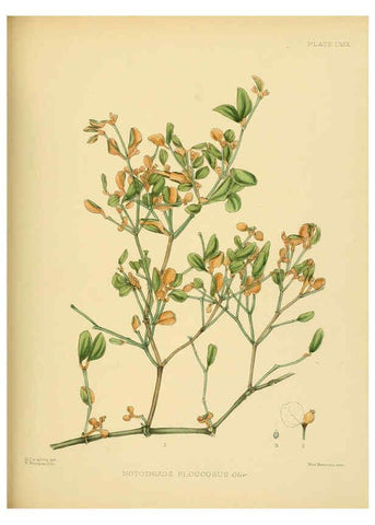 Reproducción/Reproduction 6430660073: A hand-book to the flora of Ceylon. atlas. London :Dulau,1893-1931