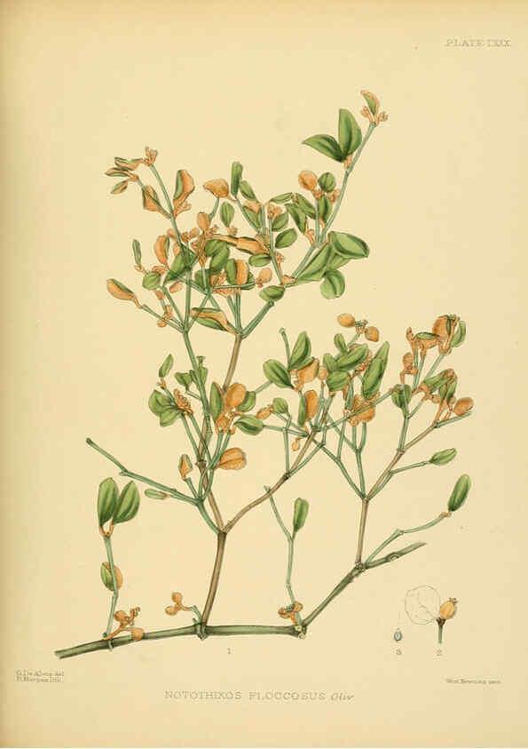 Reproducción/Reproduction 6430660073: A hand-book to the flora of Ceylon. atlas. London :Dulau,1893-1931